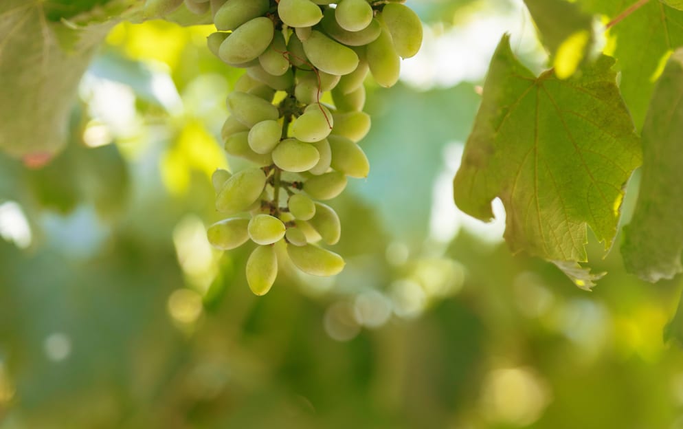 Kavalla - Zakynthos_Greece_MeetTheLocals_OliveFactoryAndWinery_ZTH007_JLP_242.jpg